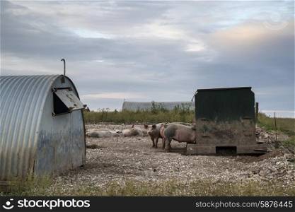 Pig farming on South Downs in Sussex countryside landscape