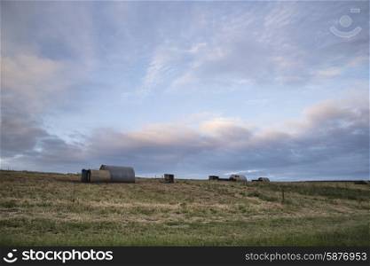 Pig farming on South Downs in Sussex countryside landscape