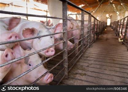 pig hatchery for pig meat consumption in the field