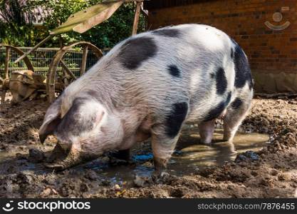 Pig in a mud. big pig standing in mud