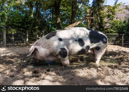 Pig in a mud. big pig standing in mud