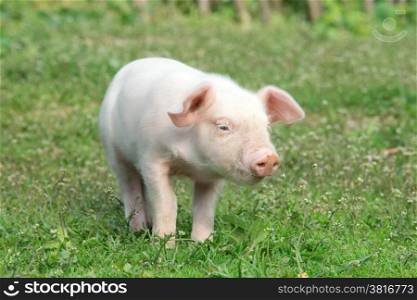 pig on a spring green grass