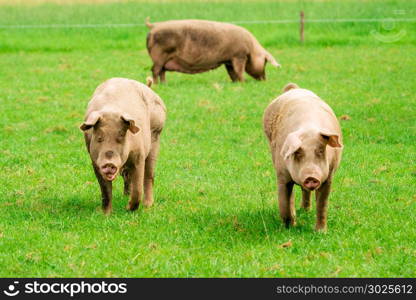 Pig portrait. Pig at pig farm