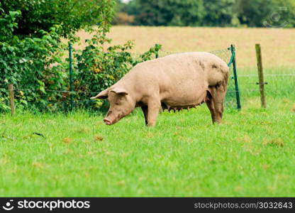 Pig portrait. Pig at pig farm