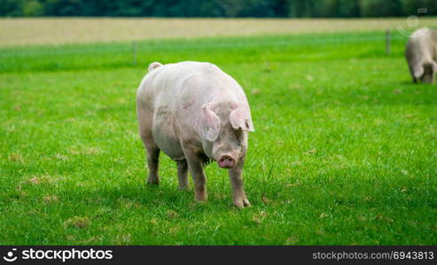 pig running on a green meadow. pig graze on organic bio farm
