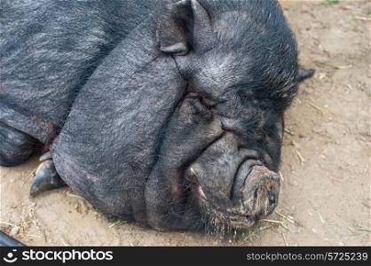 pig sleeping black pig closeup portrati