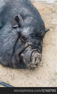 pig sleeping black pig closeup portrati. black pig