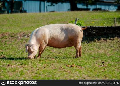 Pig standing on a grass lawn. Bio pig farm