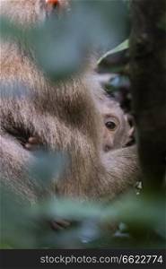 Pig tail macaque baby peering from mother s arms