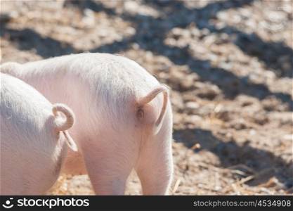 Pig tails on pink piglets in a barnyard
