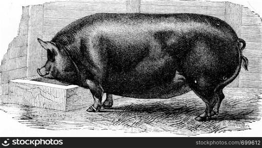 Pig, vintage engraved illustration. Natural History of Animals, 1880.