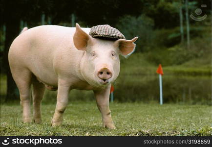 Pig wearing a cap