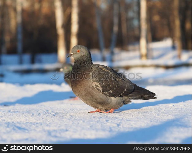 pigeon