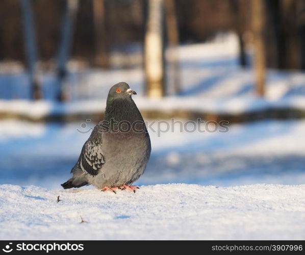 pigeon