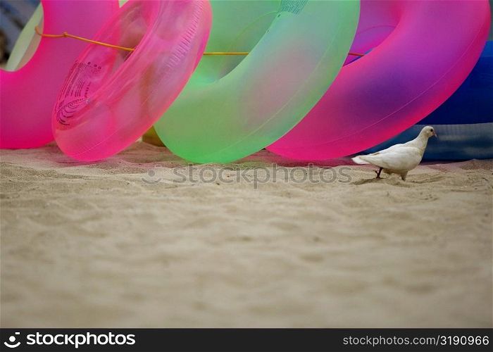 Pigeon and inflatable rings on the beach, Waikiki Beach, Honolulu, Oahu, Hawaii Islands, USA