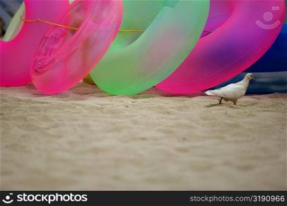 Pigeon and inflatable rings on the beach, Waikiki Beach, Honolulu, Oahu, Hawaii Islands, USA