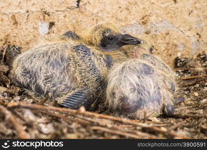 Pigeon baby on nest that full with bird shit