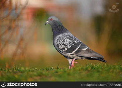 Pigeon. Beautiful shot of bird in nature at sunset.   Columba palumbus 