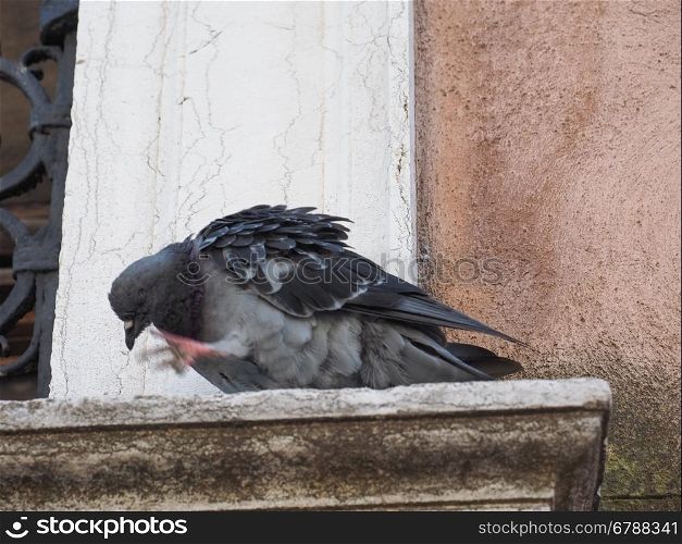Pigeon bird animal. A domestic pigeon bird animal on a window