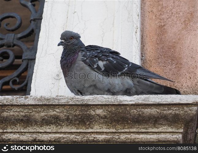 Pigeon bird animal. A domestic pigeon bird animal on a window