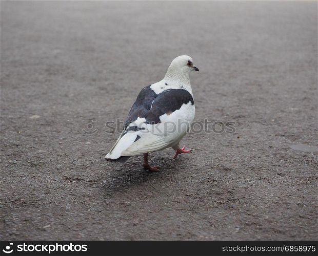 pigeon bird animal. black and white domestic pigeon bird animal