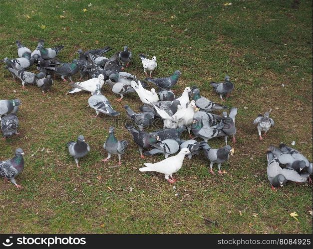 Pigeon bird animal. Many domestic pigeon bird animals in the grass
