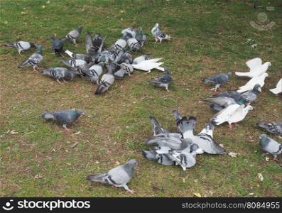 Pigeon bird animal. Many domestic pigeon bird animals in the grass