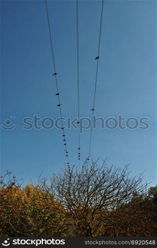 Pigeon birds resting on wires above trees. Autumn landscape.