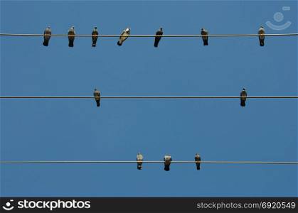 Pigeon birds sitting on a wire and blue sky background.