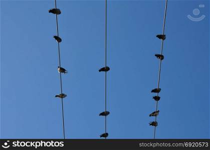 Pigeon birds sitting on a wire under clear blue sky. Abstract nature background.