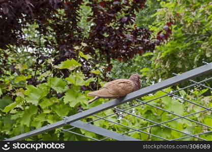 Pigeon, dove or Columba livia with brown feathers look from high toward foliage in garden, residential district Drujba, Sofia, Bulgaria