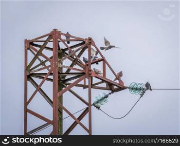 Pigeon flock perched on the old rusty high voltage tower against cloudy sky and one pigeon flying, picture in retro style