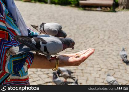 Pigeon is eating grain from woman's hand at the park.