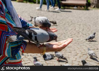 Pigeon is eating grain from woman's hand at the park.