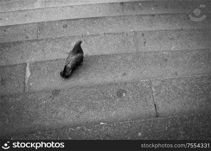 Pigeon on old stairs