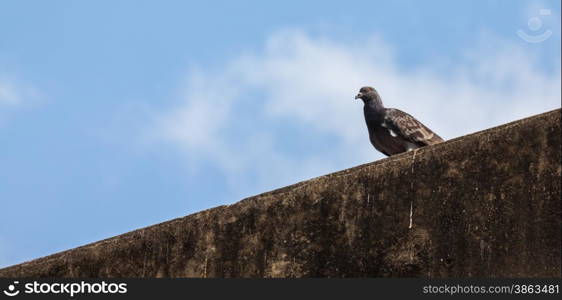 Pigeon on old wall with blue sky blue sky background
