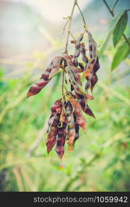 Pigeon pea on tree in the agricultural / Other names Congo pea - Cajanus cajan