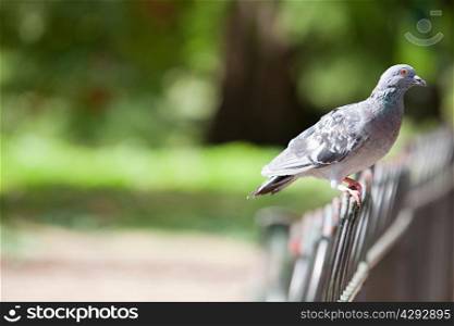 Pigeon perched on a fence