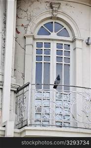 Pigeon perched on the wrought iron railing of the balcony of French doors