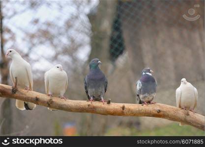 pigeon sit on a tree branch