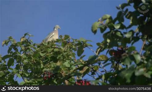 Pigeon sitting quietly on waving tree branch. Shot against clear blue sky