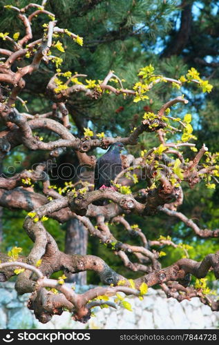 Pigeon standing on tree in main Belgrade park