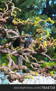 Pigeon standing on tree in main Belgrade park