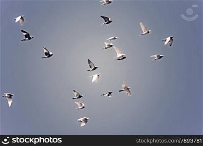 Pigeons and doves in flight