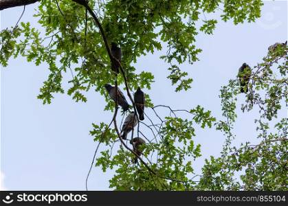 Pigeons are perching on tree branches at the park.Shooting from below.