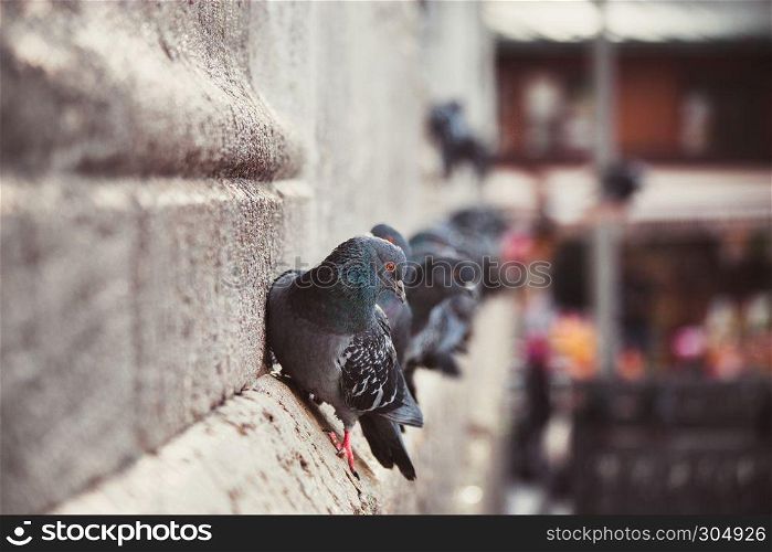 pigeons at New Mosque ,Ottoman imperial mosque completed in 1665, located in Istanbul, Turkey. ISTANBUL/TURKEY- DECEMBER 24,2016: The New Mosque (Yeni Camii). The New Mosque is an Ottoman imperial mosque completed in 1665, located in Istanbul, Turkey