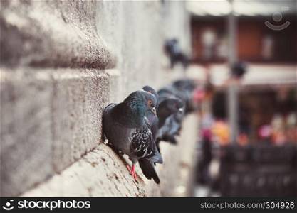 pigeons at New Mosque ,Ottoman imperial mosque completed in 1665, located in Istanbul, Turkey. ISTANBUL/TURKEY- DECEMBER 24,2016: The New Mosque (Yeni Camii). The New Mosque is an Ottoman imperial mosque completed in 1665, located in Istanbul, Turkey