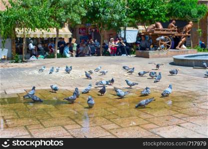 Pigeons bathing in a puddle on a central square of Tehran, Iran