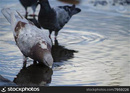 Pigeons city in water