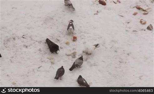 Pigeons, crow and sparrows feeding with bread on the snow, moving camera